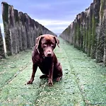Ferienhaus Carpe Diem Schoneveld - Breskens - Urlaub Mit Hund