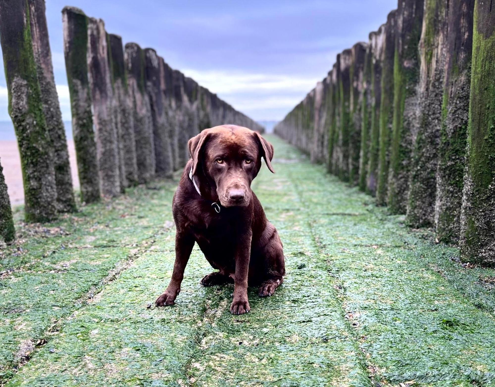 Carpe Diem Schoneveld - - Urlaub Mit Hund Breskens